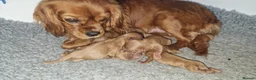 Cavalier King Charles Spaniel dogs for sale: Ready to Leave DNA Clear Cavaliers - Advert 7