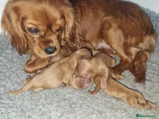 Cavalier King Charles Spaniel dogs Fully Vaccinated DNA Clear Cavaliers - Advert 5