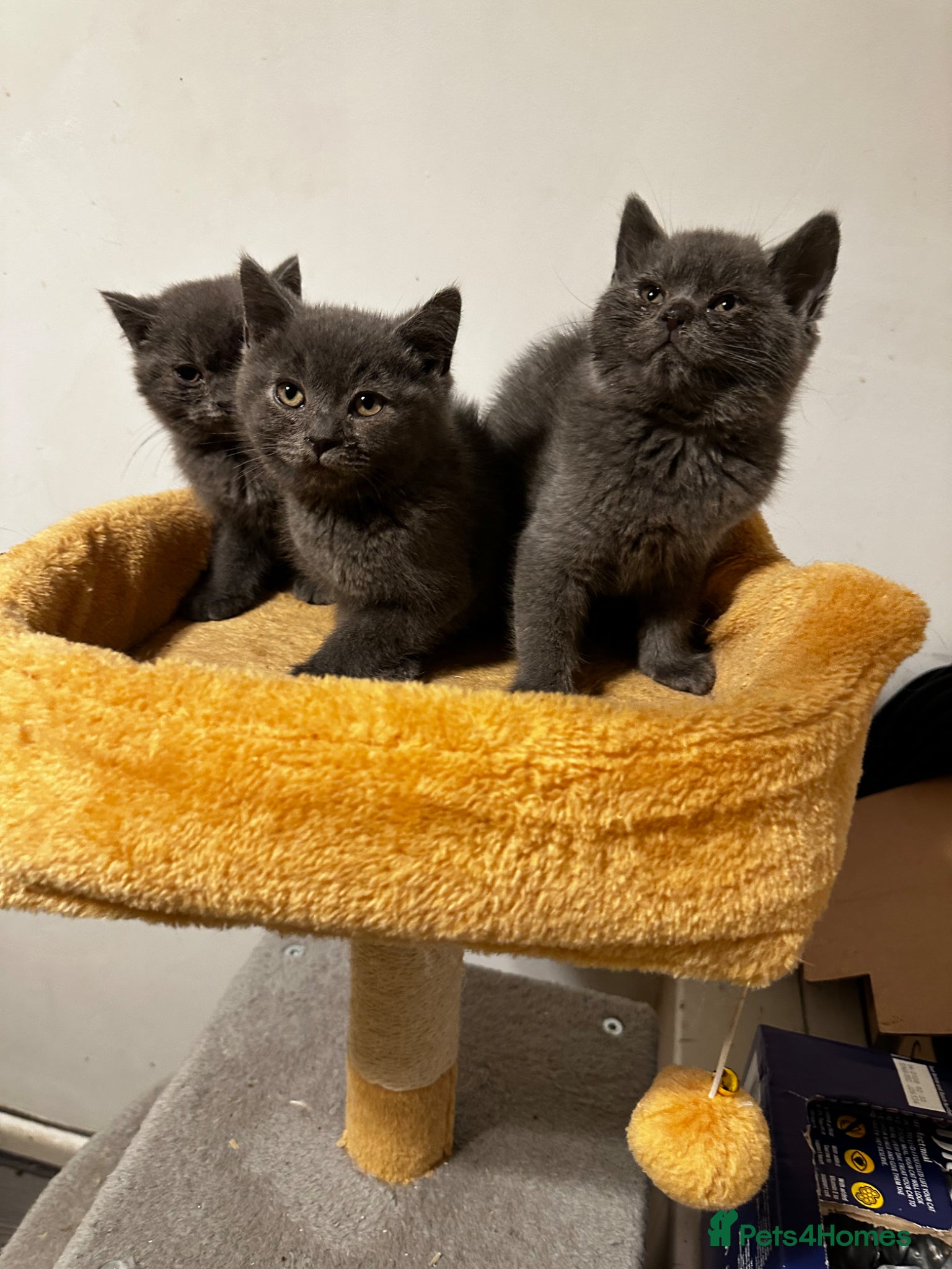 British Shorthair cats British blue kittens - Advert 1