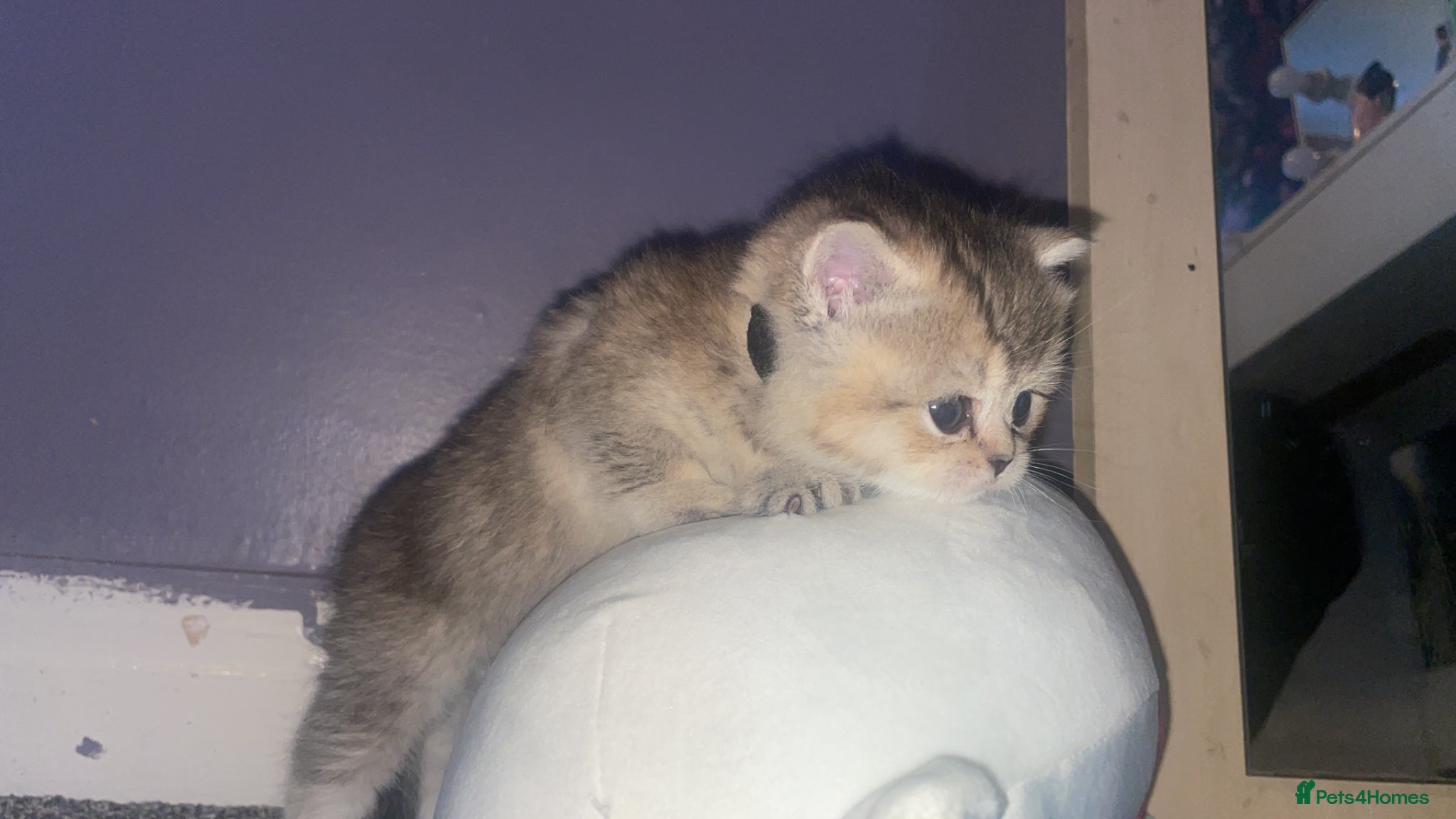 British Shorthair cats 3 available Beautiful 😻 Golden british short hair - Advert 16