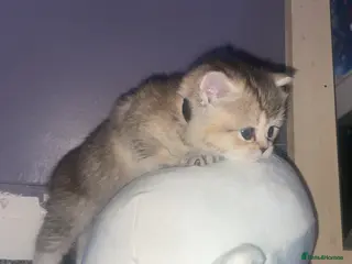 British Shorthair cats 3 available Beautiful 😻 Golden british short hair - Advert 16