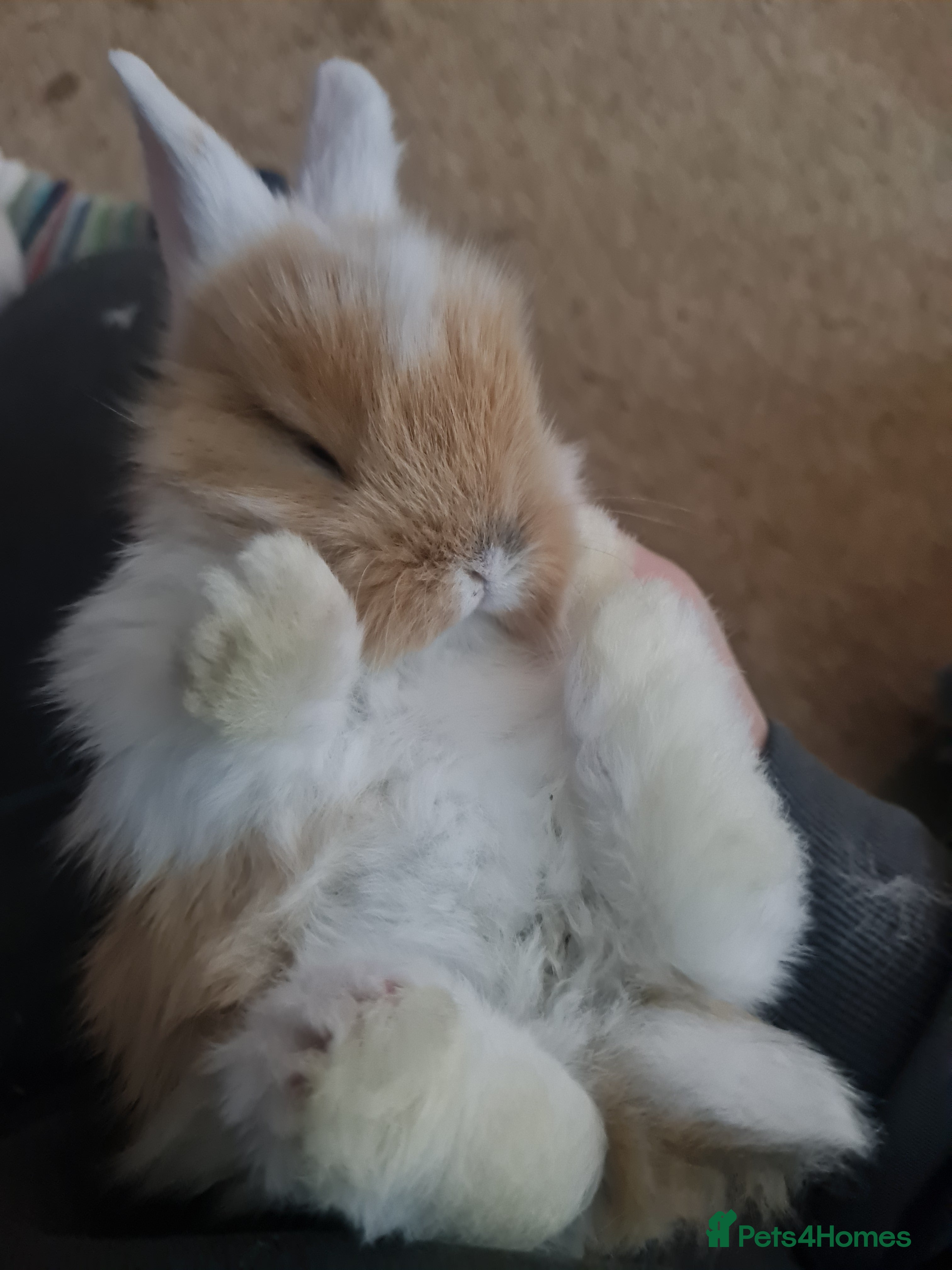 Lionhead rabbits Three kits - Advert 11