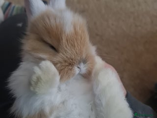 Lionhead rabbits Three kits - Advert 8