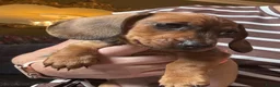 Miniature Dachshund dogs for sale: Miniature Dachshunds  - Advert 6