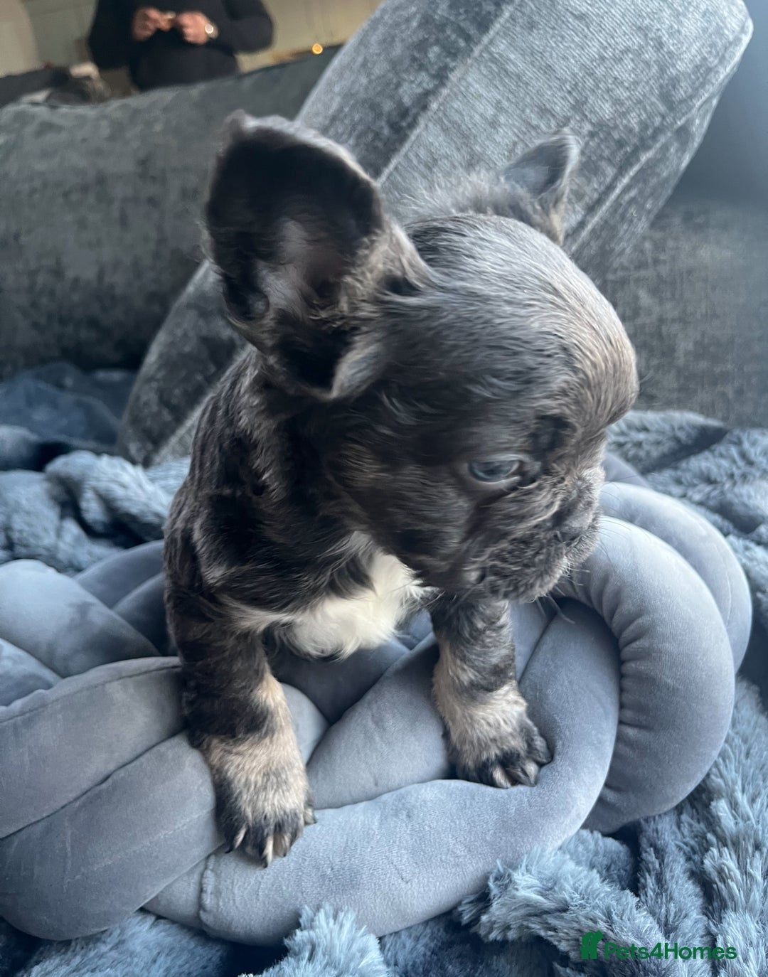French Bulldog dogs for sale: Beautiful full fluffy frenchies  - Advert 24