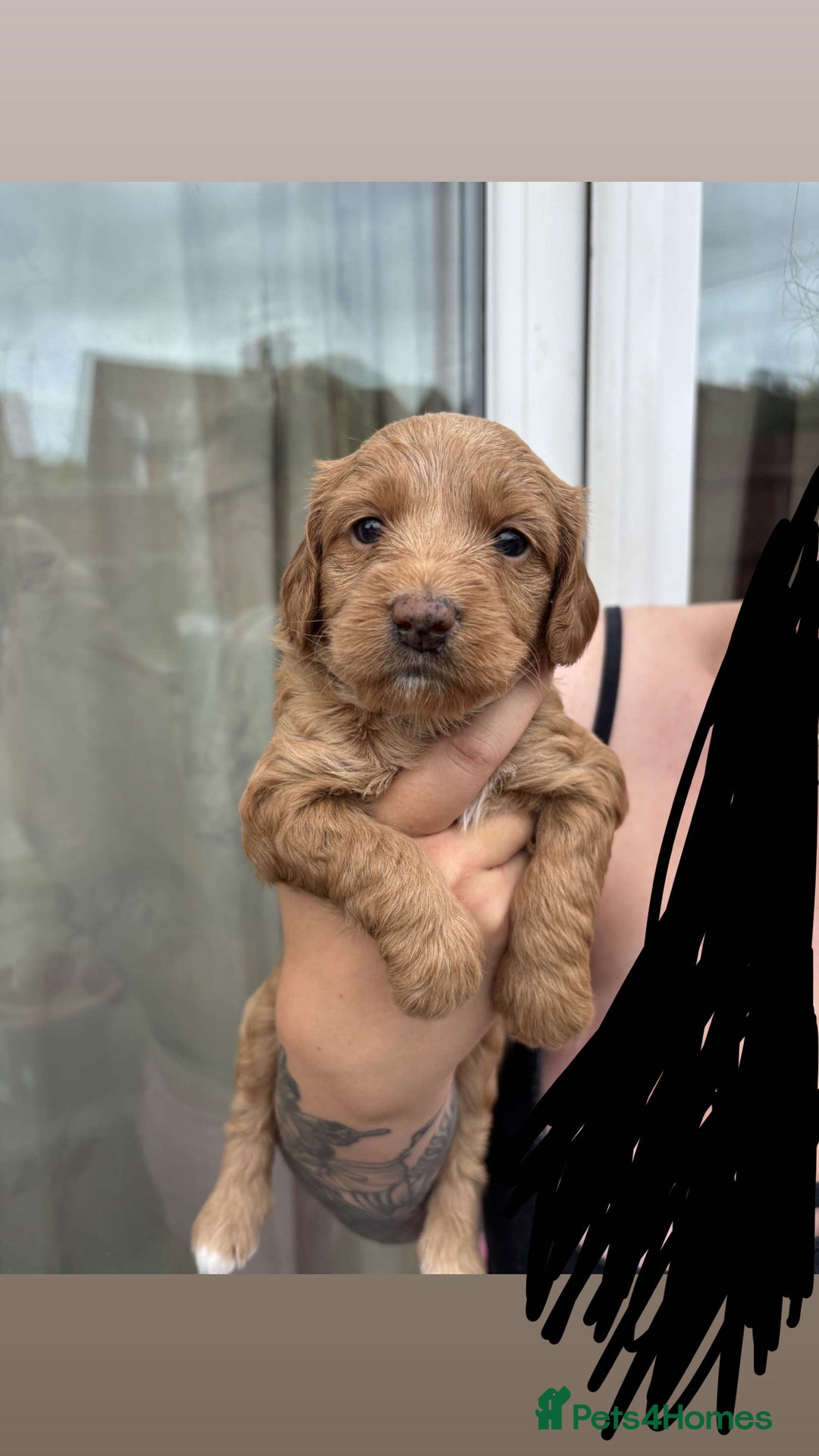 Mixed Breed dogs for sale: Bedlington terrier poodle mixed with a cockerpoo - Image 3