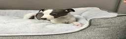 Whippet dogs for sale: Top Quality, KC registered, Whippet puppiess - Advert 3
