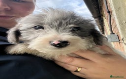 Jackapoo dogs for sale: Beautiful Jackapoo Puppies, READY NOW - Image 7