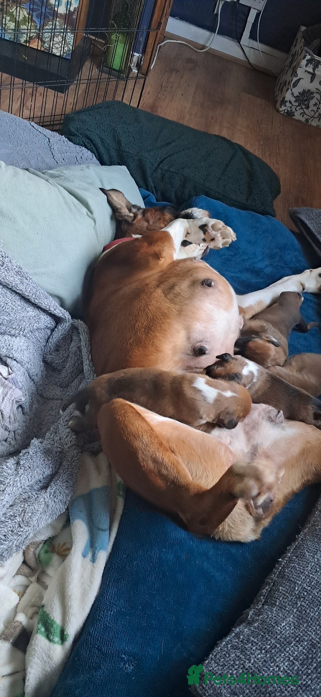 Boxer dogs for sale: Boxer babies ❤️ - Advert 10