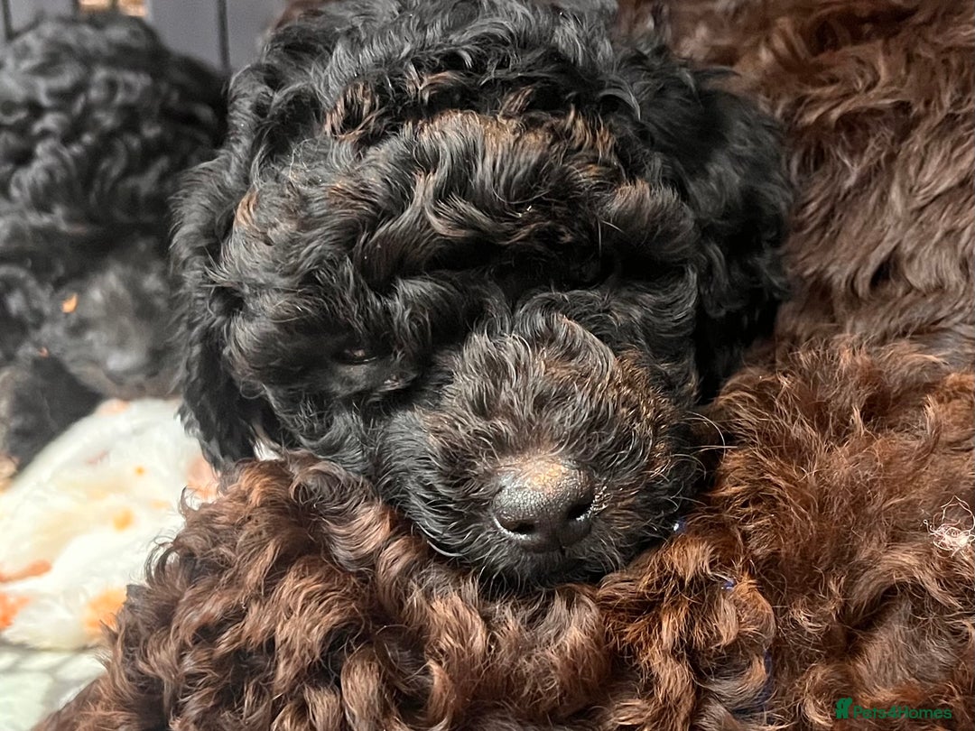 Australian Labradoodle dogs for sale: Home raised, DNA tested, Australian Labradoodles - Advert 31
