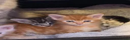 Maine Coon cats for sale: 3 x beautiful Mainecoon kittens in Colchester - Advert 21