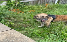 Mixed Breed dogs for adoption: 🚨 URGENT HOME NEEDED - Image 7