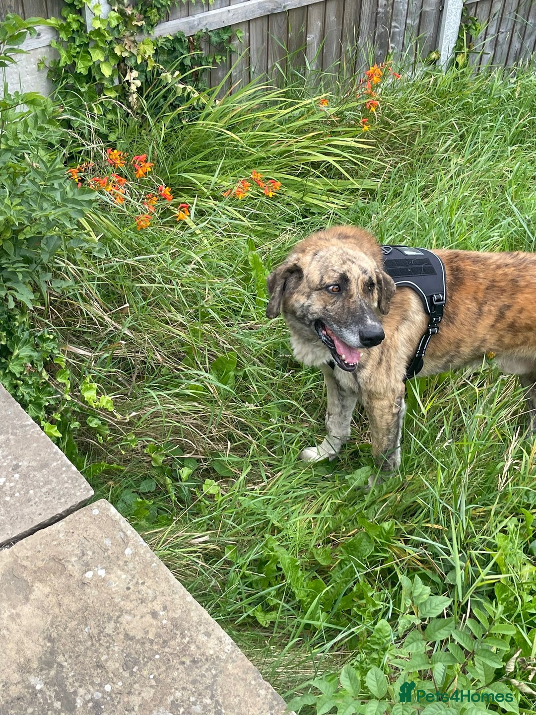 Mixed Breed dogs for adoption: 🚨 URGENT HOME NEEDED - Image 7
