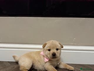 Mixed Breed dogs Chow chow x Rottweiler puppies - Advert 1