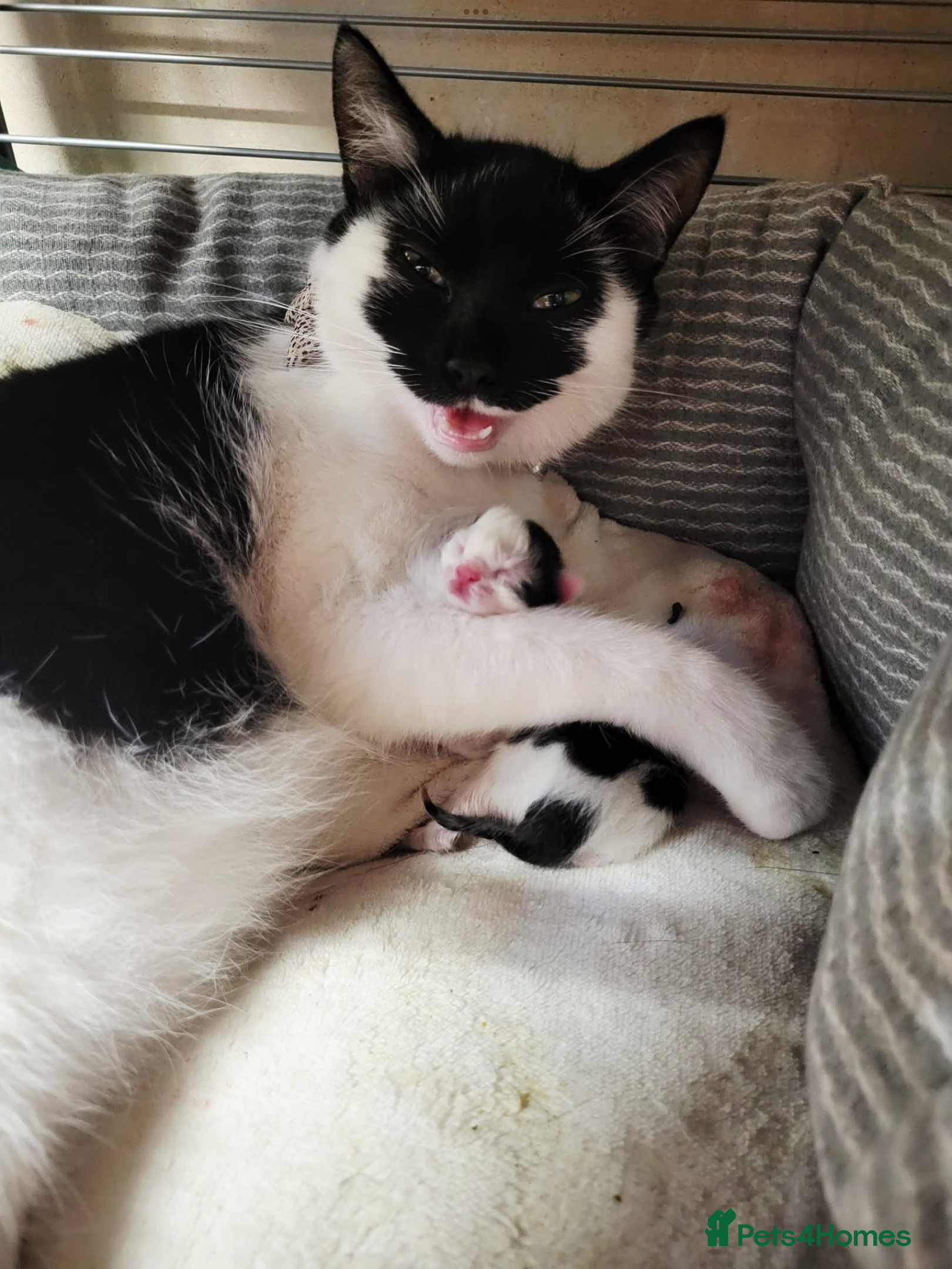 British Shorthair cats Kitten Litter - Advert 8