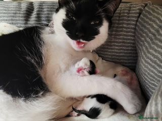 British Shorthair cats - Advert 30