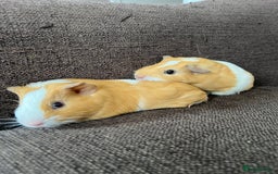 Guinea Pig rodents for sale: Baby BOY Guinea Pigs - Image 2