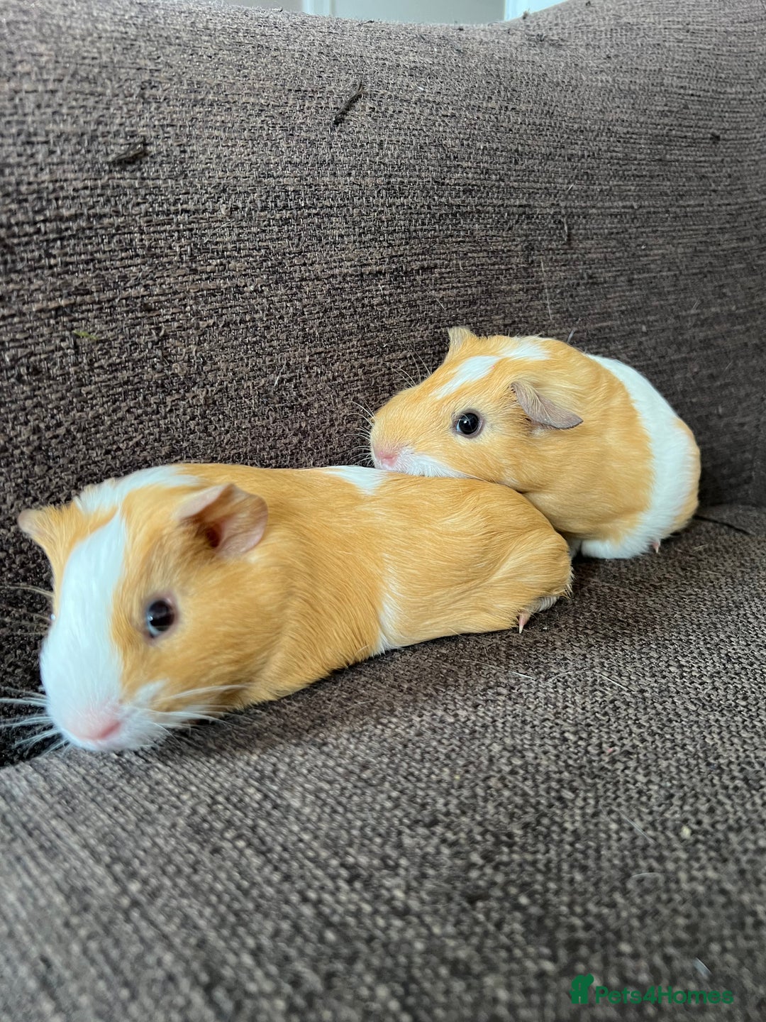 Guinea Pig rodents for sale: Baby BOY Guinea Pigs - Image 2