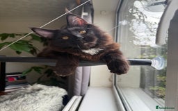 Maine Coon cats for sale: Pedigree ”TICA”  the last kitten left❣️ - Image 16