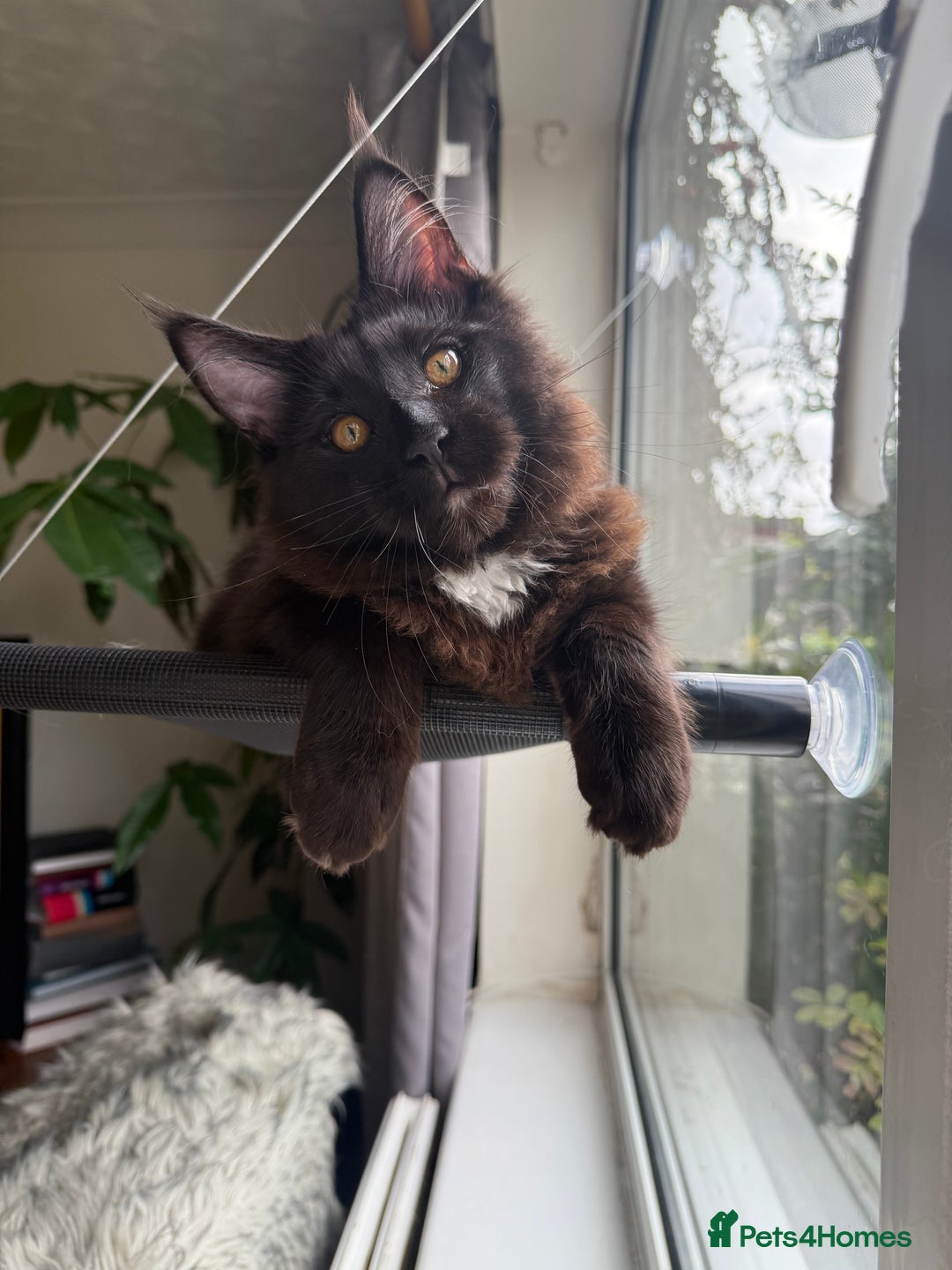 Maine Coon cats for sale: Pedigree ”TICA”  the last kitten left❣️ - Image 16