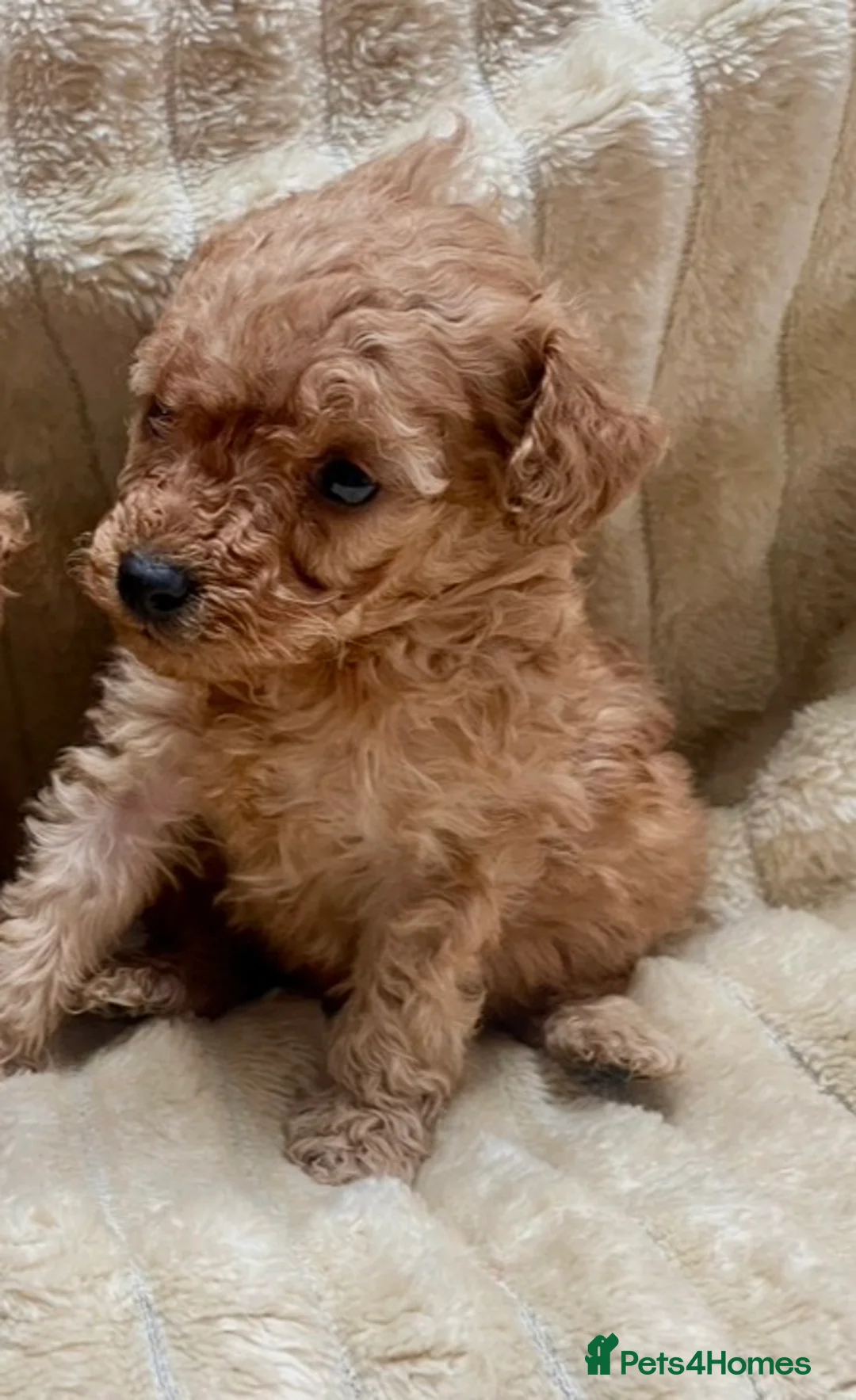 Mixed Breed dogs for sale: 2 adorable miniature poodles  - Advert 16