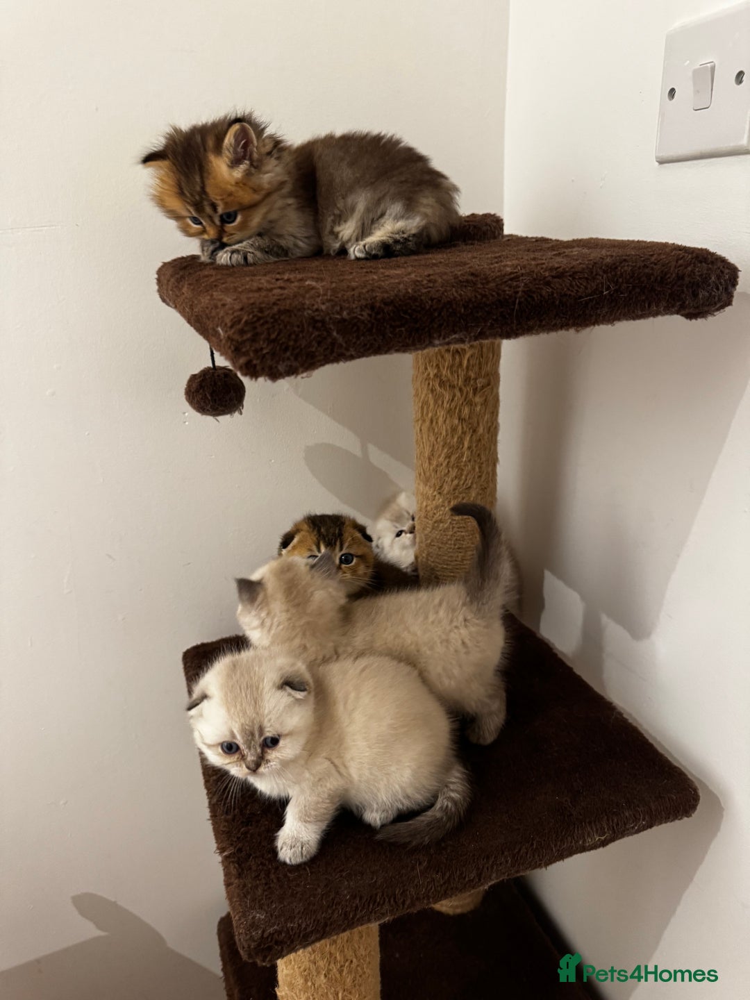 Scottish Fold cats for sale: Purebred Chinchilla Scottish Fold Kittens  🐾 - Advert 33