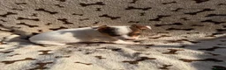 Jack Russell dogs for sale: Stunning jack russel puppies  in Swansea - Advert 5