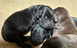 Labrador Retriever dogs for sale: Beautiful black and chocolate pups  - Image 5