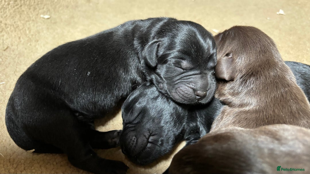 Labrador Retriever dogs for sale: Beautiful black and chocolate pups  - Image 5
