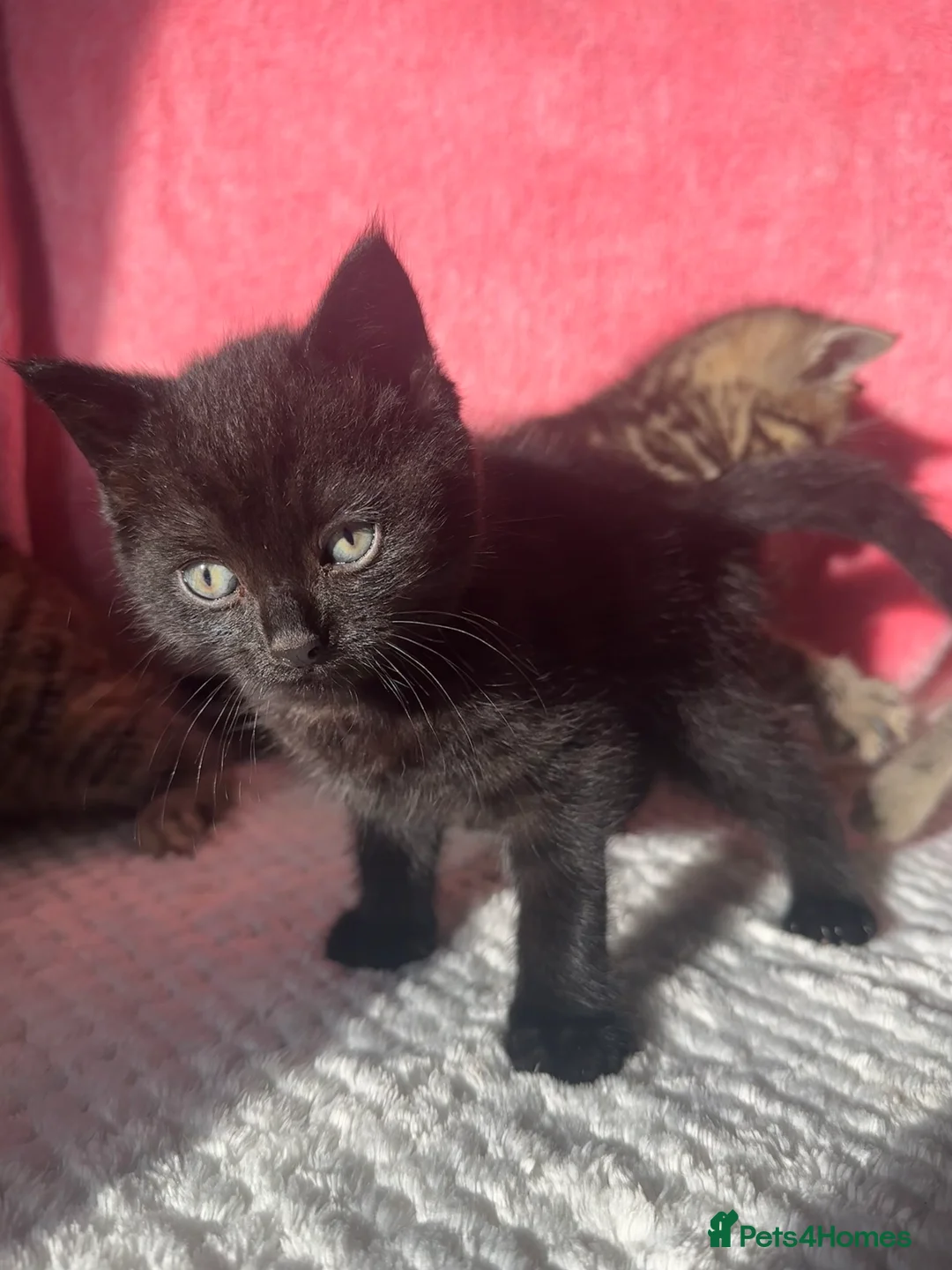 Mixed Breed cats for sale: 4 Tabby Female kittens available  - Advert 7