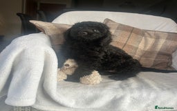 Cockapoo dogs for sale: F1 miniature gorgeous cockapoo puppies  - Image 23