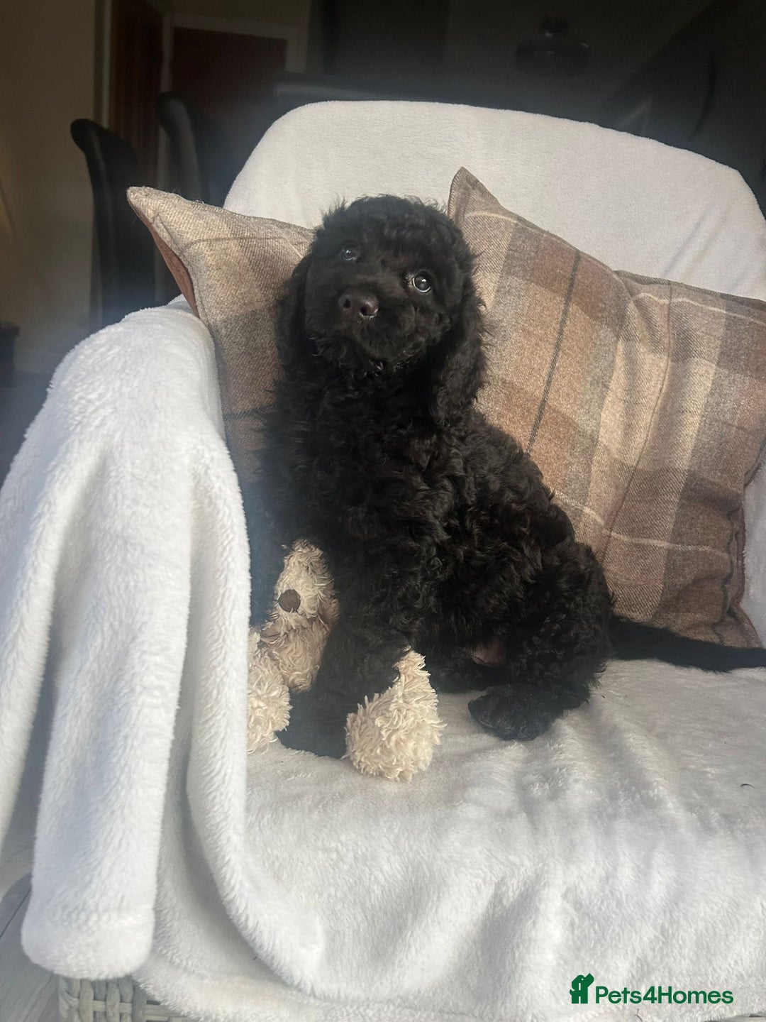 Cockapoo dogs for sale: F1 miniature gorgeous cockapoo puppies  - Image 23