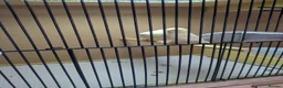 Canaries birds for sale: Canarys  in Kettering - Advert 4