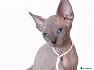 Sphynx cats Sphynx Kittens - European Champion Bloodlines - Advert 6