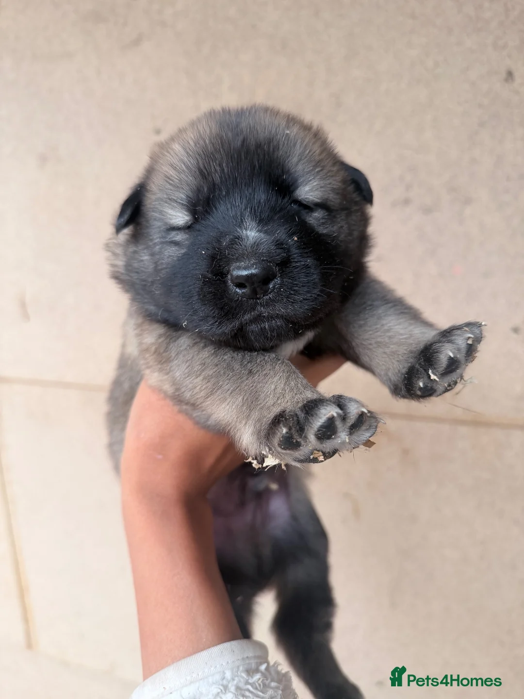 Akita dogs for sale: beautiful Akita pups looking for 5⭐️ forever homes - Advert 2