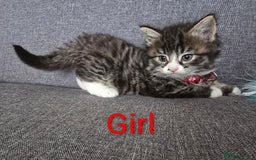 British Shorthair cats for sale: Kittens  - Image 5