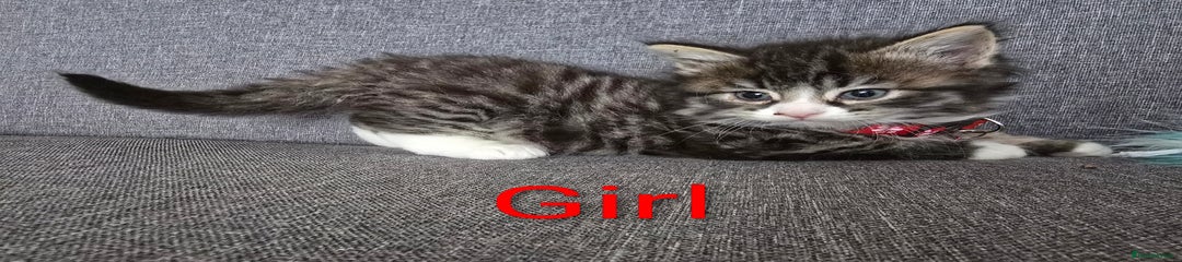 British Shorthair Kitten 3