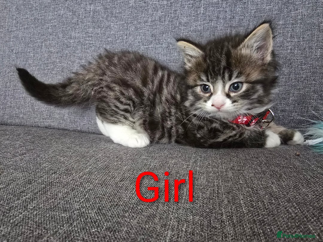 British Shorthair cats for sale: Kittens  - Image 5