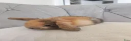 Mini Lion Lop rabbits for sale: Lop/ lion head baby bunnys  - Advert 12