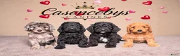Cockapoo dogs for sale: 🐶THE MOST PERFECT DNA CLEAR MINI F1 COCKAPOOS🐶 - Advert 10