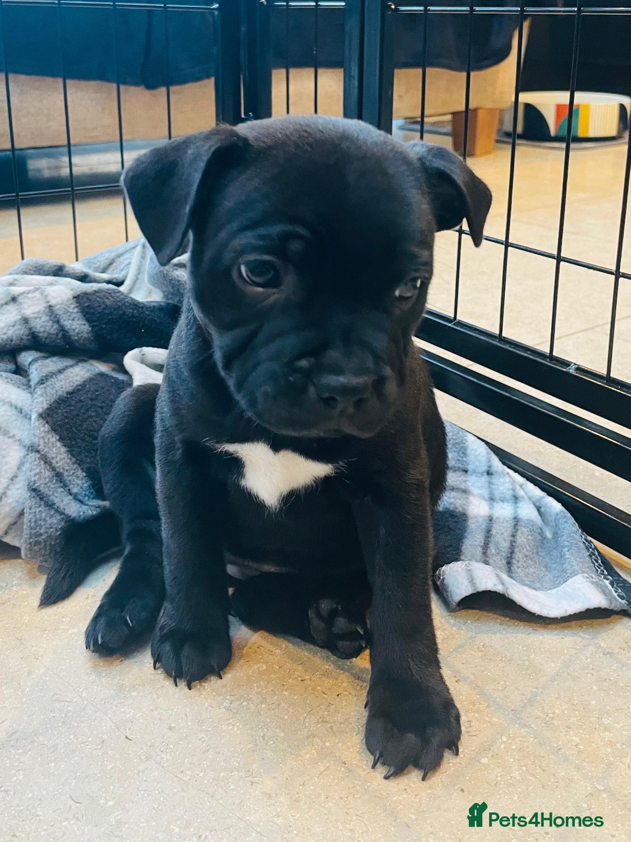Staffordshire Bull Terrier dogs 🐾 KC Reg 4 Beautiful Black Staffy Puppies🩷🩷🩷💙 - Advert 2