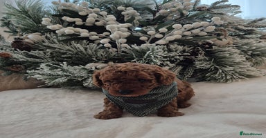 Toy Poodle dogs KC REG HEALTH TESTED TOY POODLE  - Advert 10