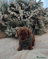 Toy Poodle dogs KC REG HEALTH TESTED TOY POODLE - Advert 10