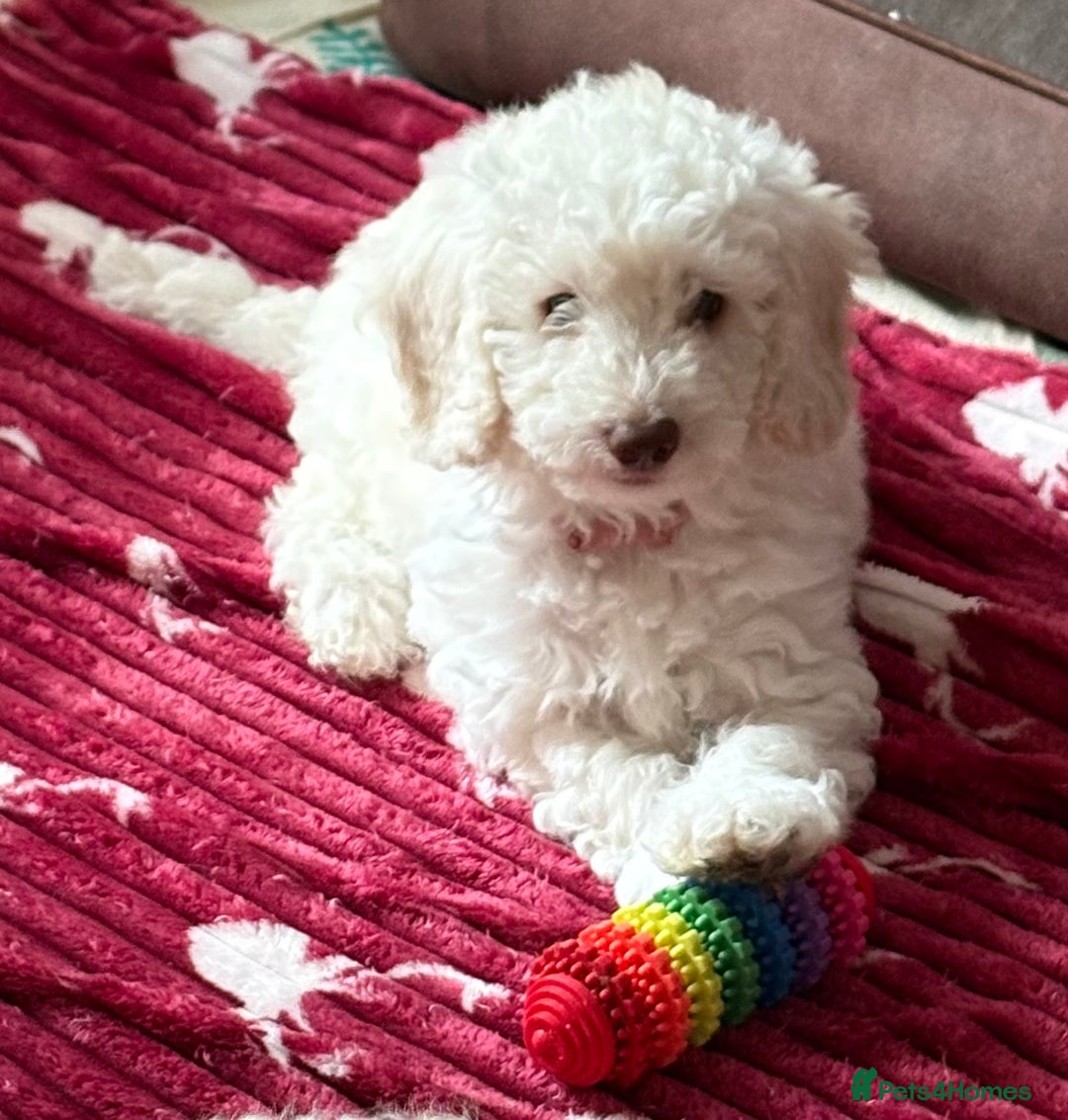 Cockapoo dogs for sale: *READY NOW* Beautiful F1b Cockapoo Puppies - Image 22
