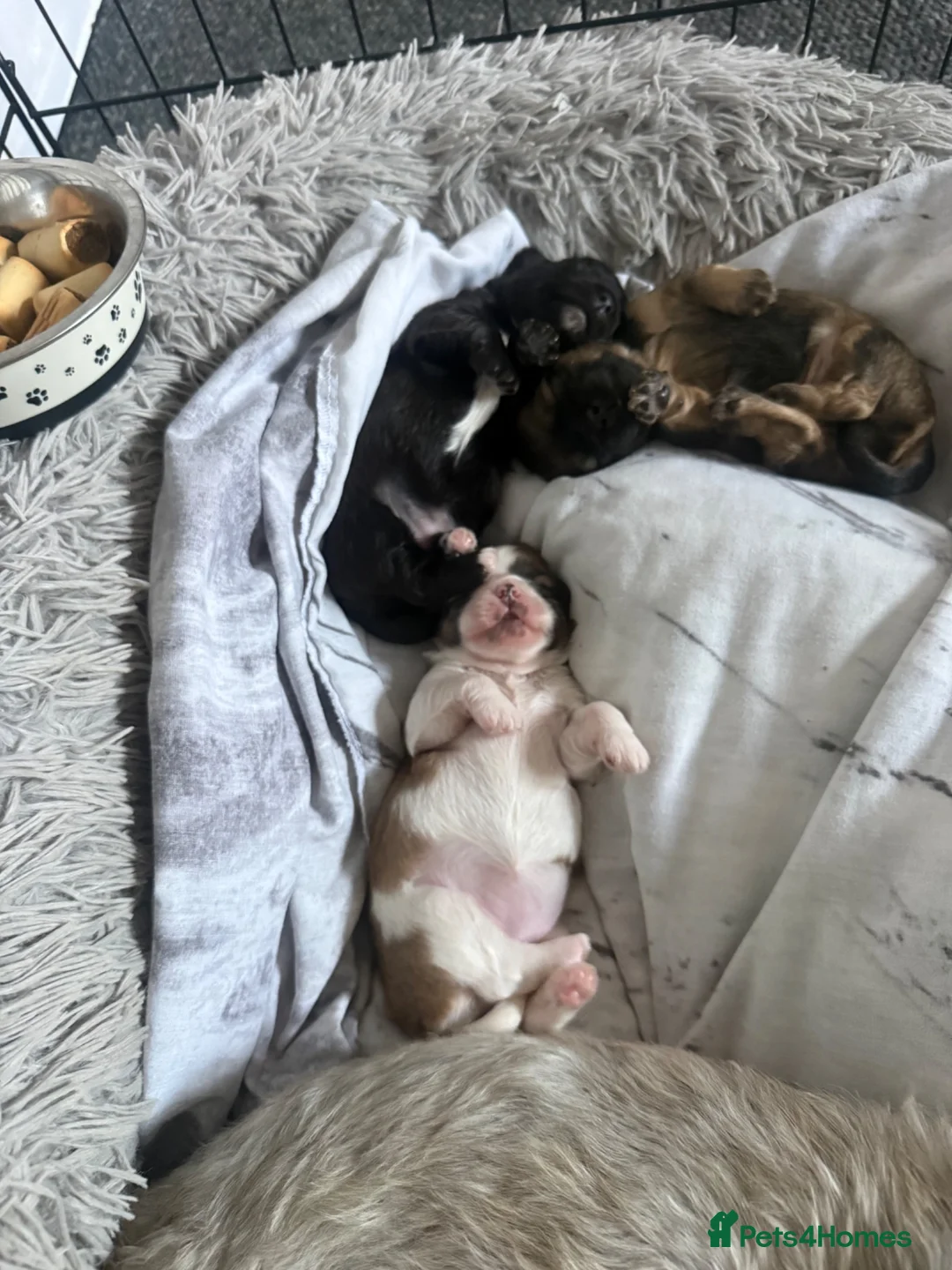 Lhasa Apso dogs for sale: Puppies lhasa appso in Shipley - Advert 8