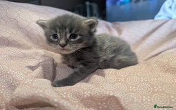 Maine Coon cats for sale: Polydactyl Maine coon babies - Image 1