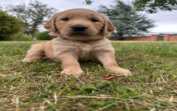 Golden Retriever dogs for sale: 4 KC registered Golden Retriever puppies  - Image 22