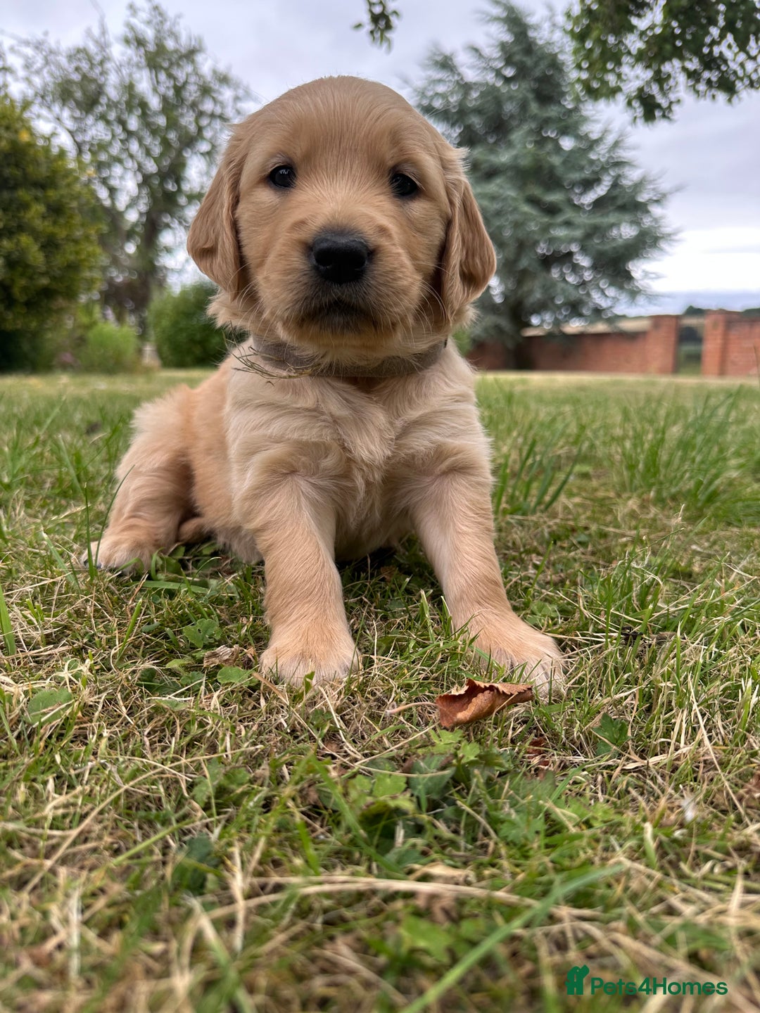 Golden Retriever dogs for sale: 4 KC registered Golden Retriever puppies  - Image 22