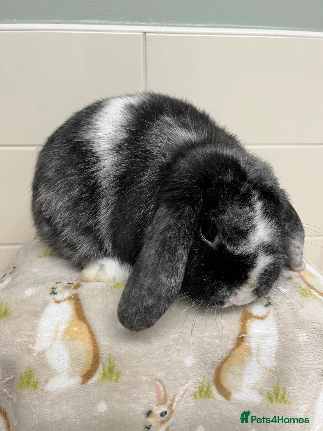 Mini Lop rabbits for sale: 3 ADULT BUNNIES LOOKING FOR NEW HOMES  - Advert 1