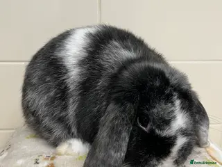 Mini Lop rabbits 3 ADULT BUNNIES LOOKING FOR NEW HOMES - Advert 1